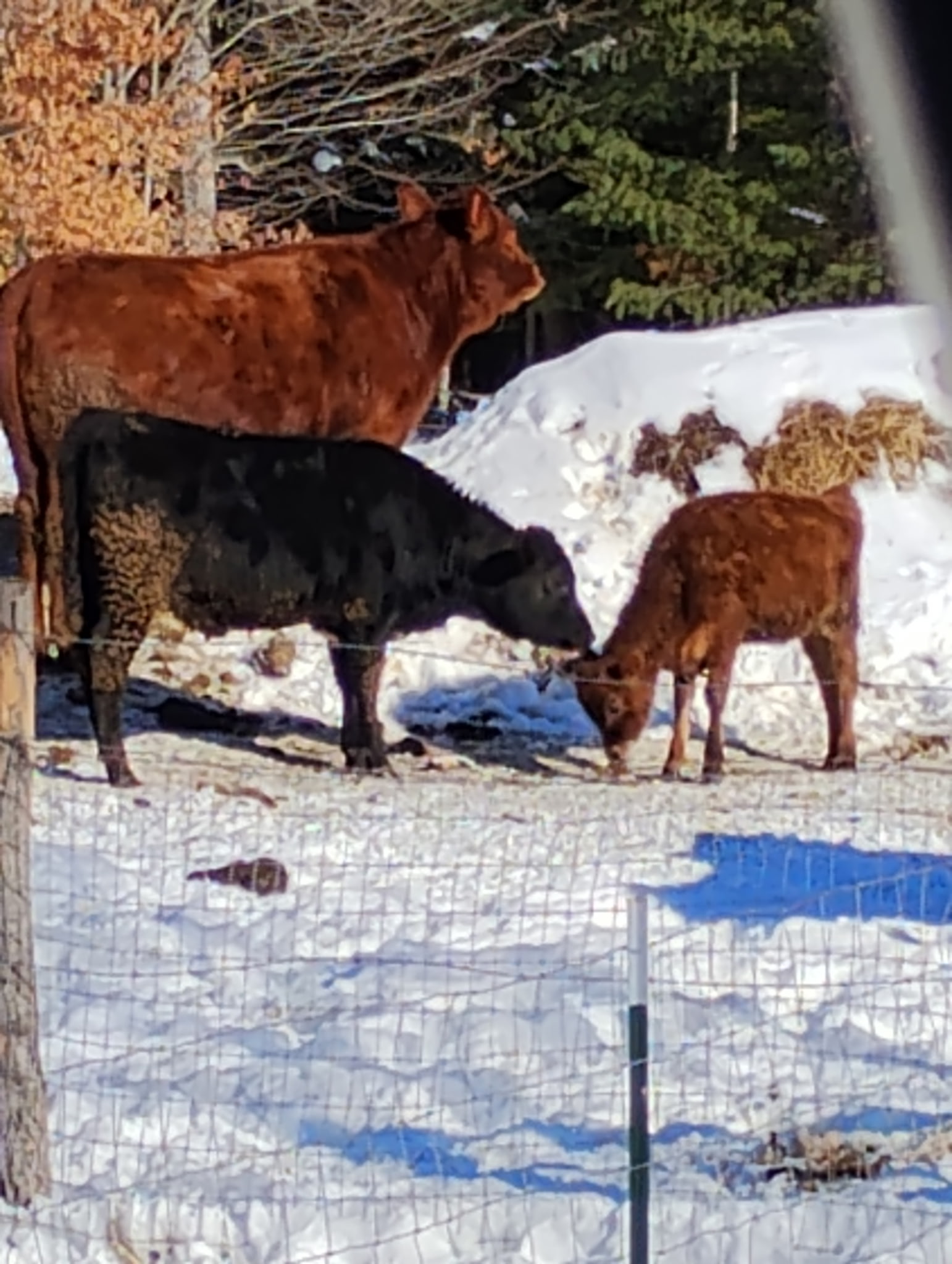 Cows